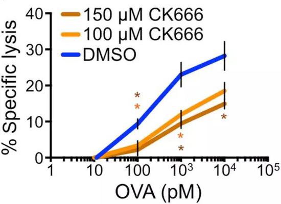 CK666作用下，T細(xì)胞對靶細(xì)胞裂解能力明顯下降